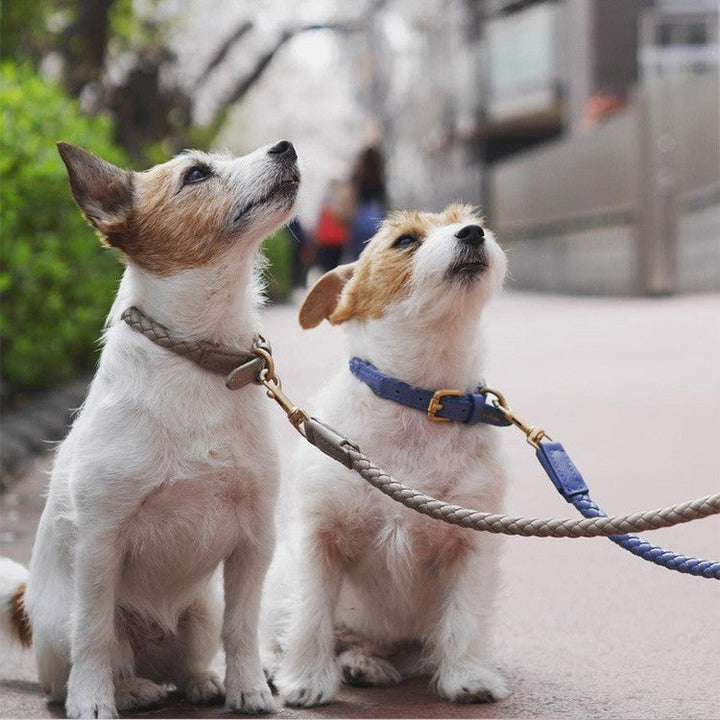 High-end Large Dog Collar Sturdy