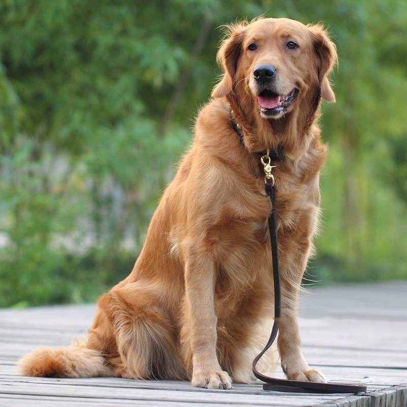 Unlock Your Pet's Potential with Our Gold Hair DeMu Competition Elastic Band
