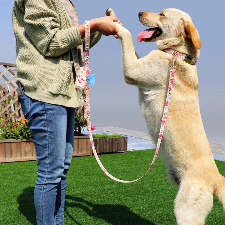 Elevate Your Dog's Style with Our Custom Dog Tag Dog Collar