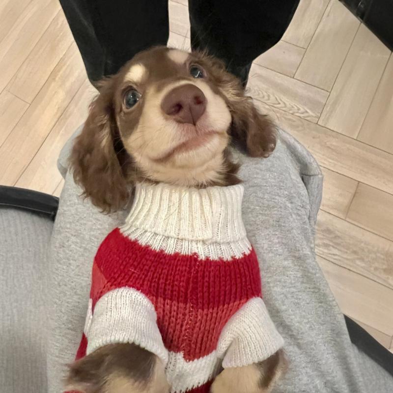 Small Dog Warm Thickened Sweater