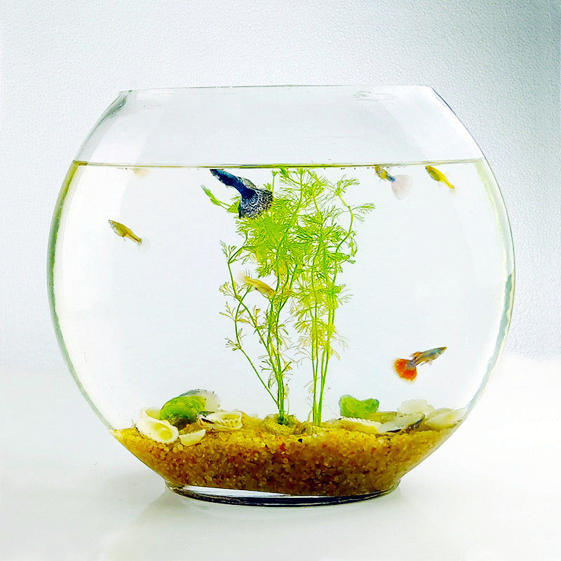Desktop Mini Flat Oval Glass Fish Tank