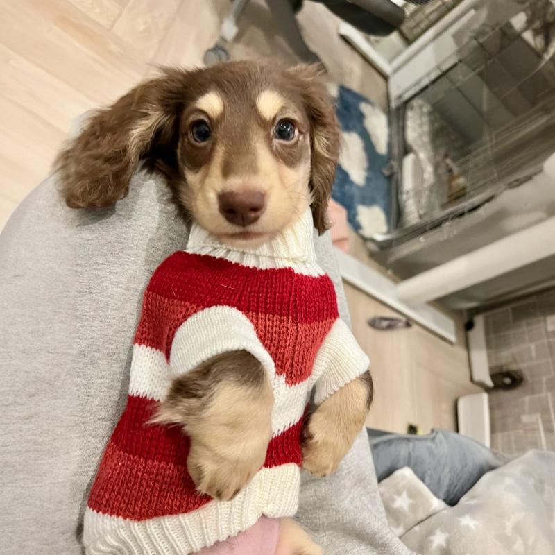 Small Dog Warm Thickened Sweater